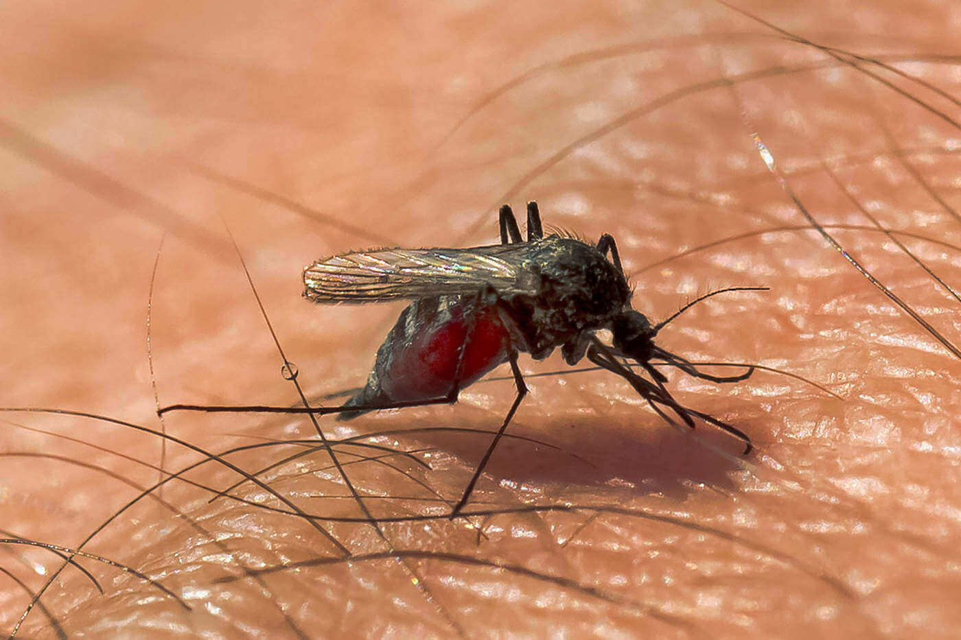 Почему укус комара. Кровососущие насекомые комары. Комар Денге.
